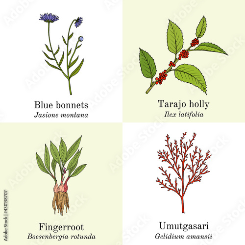 Set of edible and medicinal plants photo