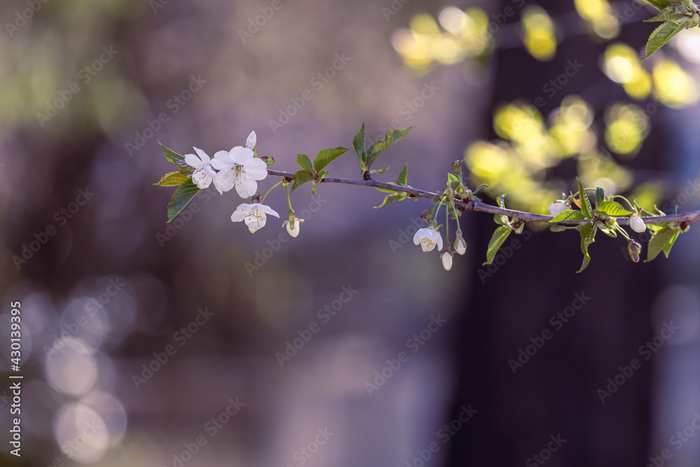 delicate early spring cherry blossoms on green tree