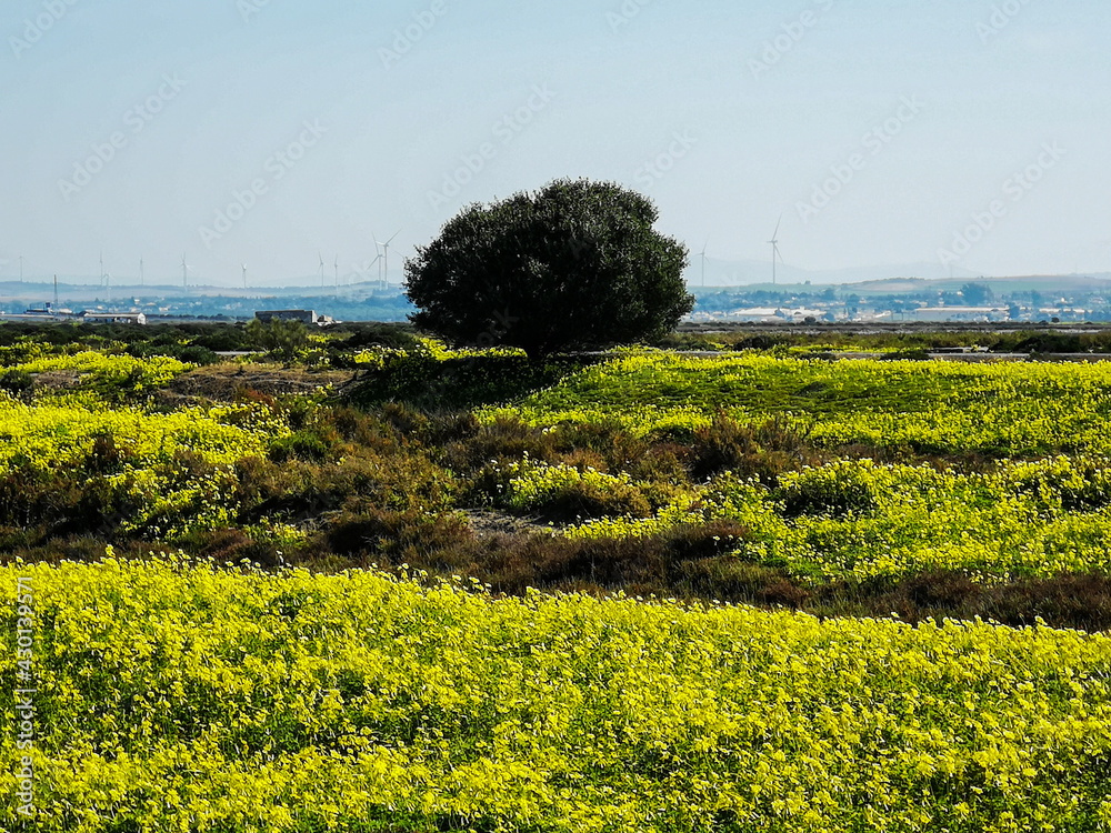 paisaje de primavera