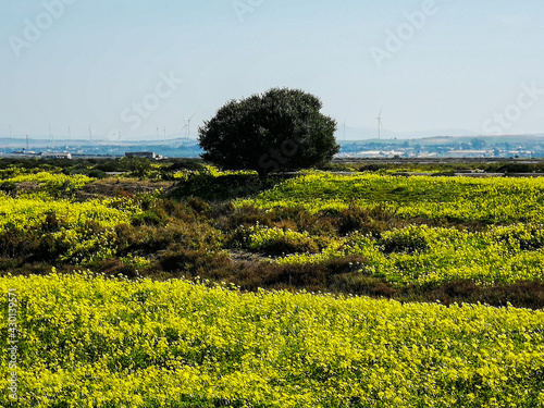Obraz na płótnie paisaje de primavera w salonie