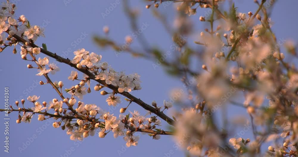 a twig with cherry blossoms illuminated by the rays of the setting sun a twig with cherry blossoms illuminated by the rays of the setting sun