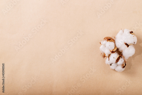Dry cotton flower