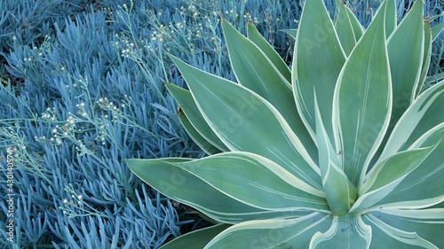 Blue agave leaves, succulent gardening in California, USA. Home garden design, yucca, century plant or aloe. Natural botanical ornamental mexican houseplants, arid desert floriculture. Calm atmosphere photo