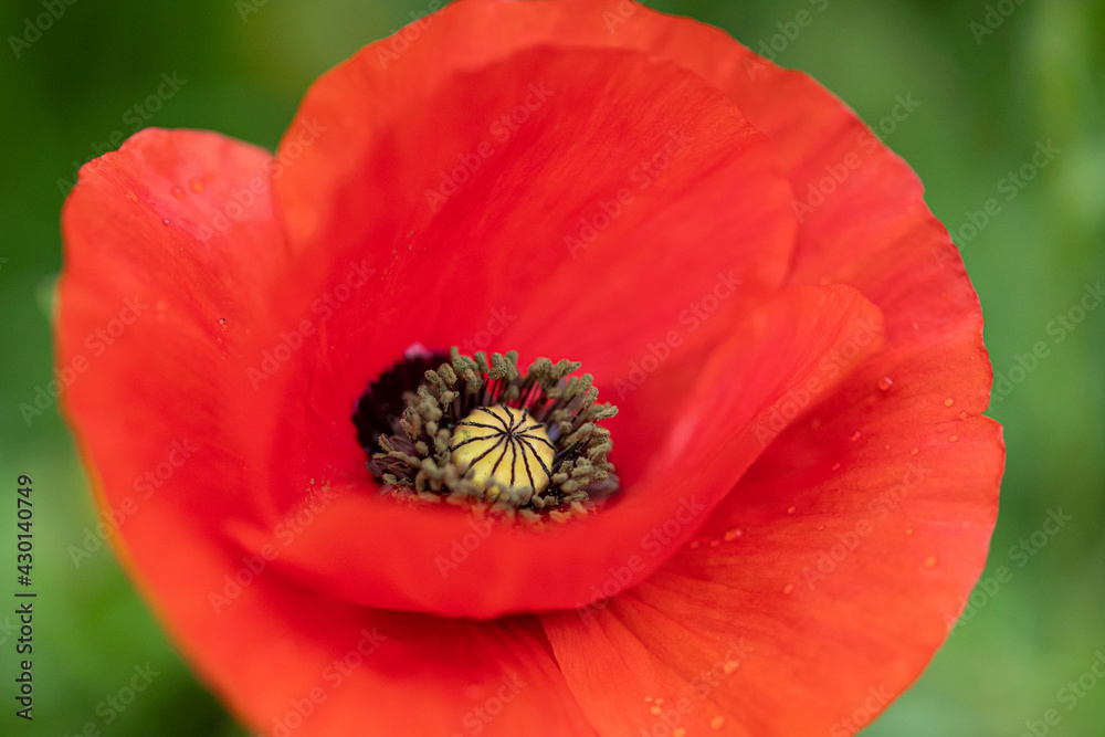 Detail of a poppy with raindrops on the petals. Detail of a poppy with raindrops on the petals.