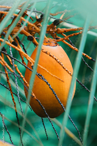 King coconut orange fruit in tree photo