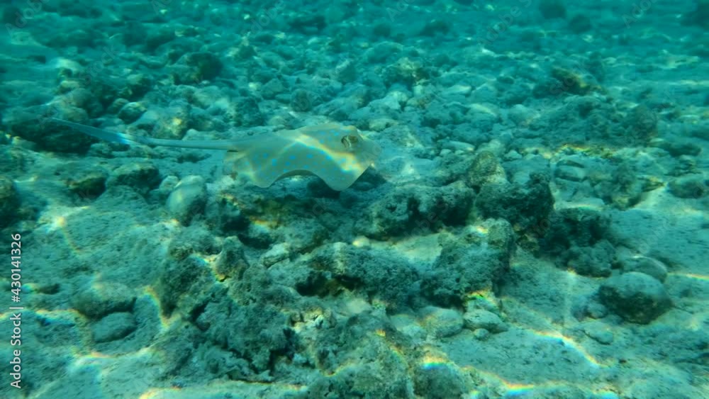 Close-up of Stingray swim over coral seabed. Blue-spotted Stingray (Taeniura lymma) and Long-spine sea urchin (Diadema setosum). Underwater life in the ocean (4K-60pfs). Close-up of Stingray swim over coral seabed. Blue-spotted Stingray (Taeniura lymma) and Long-spine sea urchin (Diadema setosum). Underwater life in the ocean (4K-60pfs).