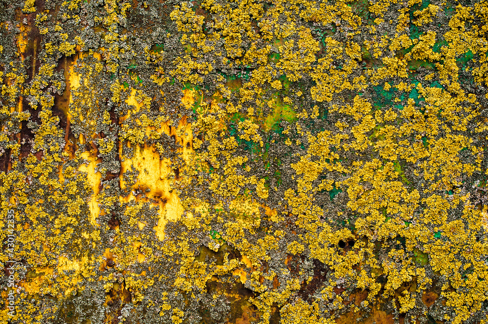 background metal surface with yellow-brown paint and fungal bloom background metal surface with yellow-brown paint and fungal bloom