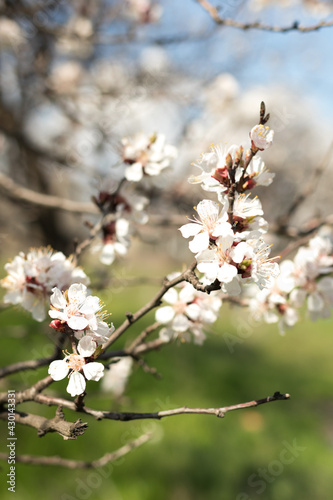  Vertical photo, spring flowering of apricots, peaches and sakura