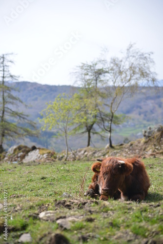 Cumbrian Cows in the Lake District overlooking windermere