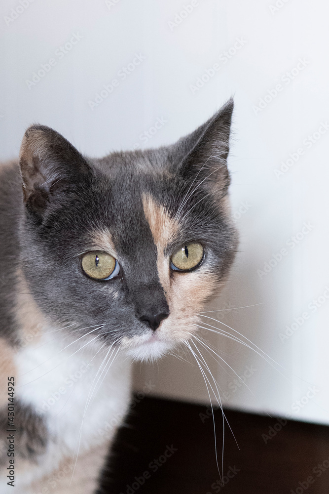 Dreifarbige Hauskatze im Porträt Dreifarbige Hauskatze im Porträt