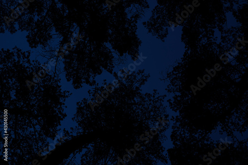 tree crowns against the night sky