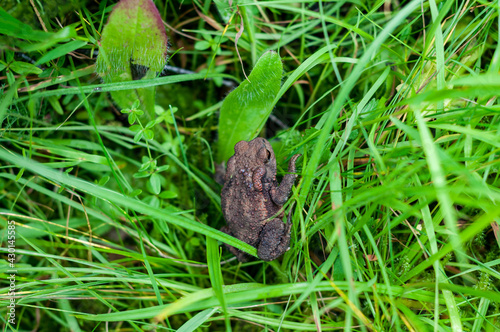 Dark brown earthen frog close-up among bright green vegetation, various plants
