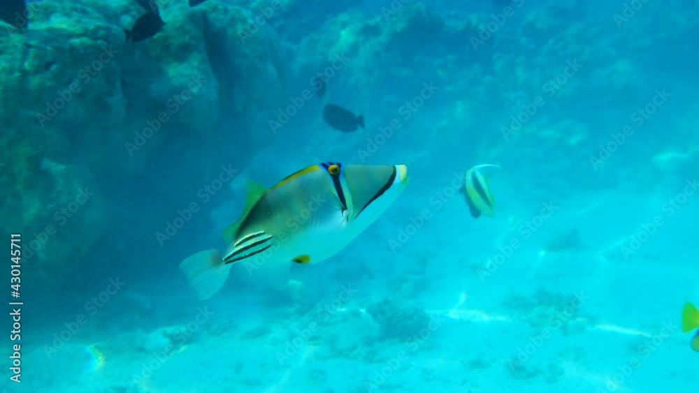Picasso Triggerfish slowly swims in the blue water near coral reef. Picasso Triggerfish, Assasi Triggerfish or Arabian Picassofish (Rhinecanthus assasi) Underwater life in the ocean (4K-60pfs) Picasso Triggerfish slowly swims in the blue water near coral reef. Picasso Triggerfish, Assasi Triggerfish or Arabian Picassofish (Rhinecanthus assasi) Underwater life in the ocean (4K-60pfs)