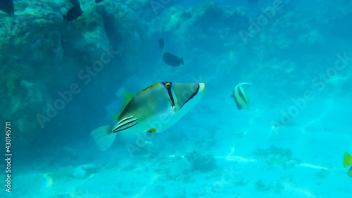 Picasso Triggerfish slowly swims in the blue water near coral reef. Picasso Triggerfish, Assasi Triggerfish or Arabian Picassofish (Rhinecanthus assasi) Underwater life in the ocean (4K-60pfs) photo