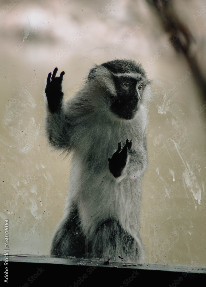 Fototapeta premium Monkey looking through the glass