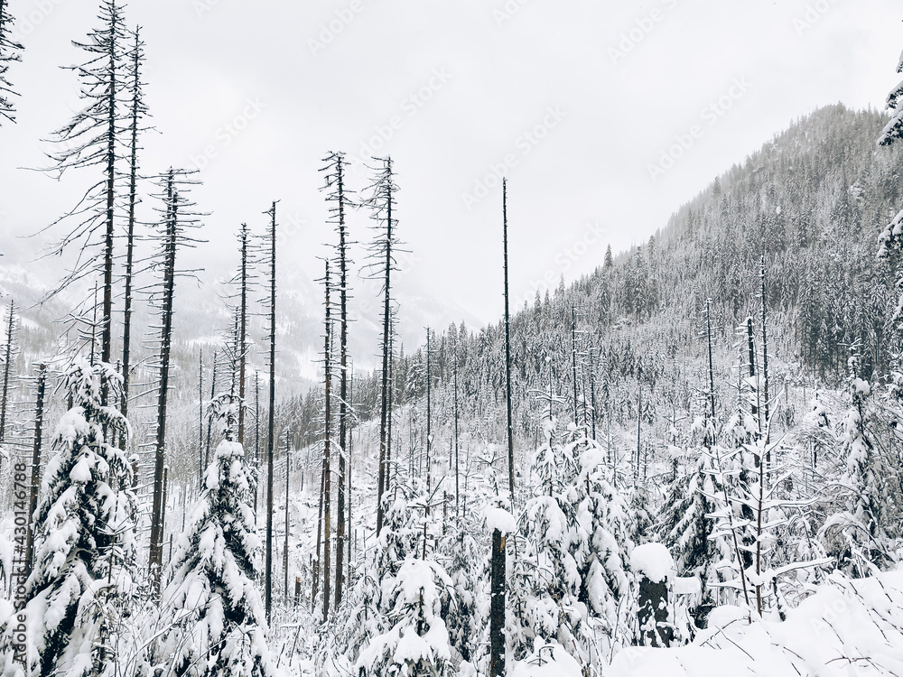 forest in winter forest in winter