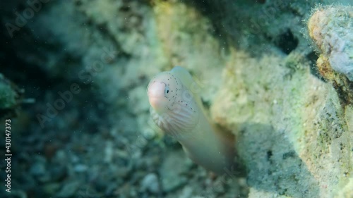 Close-up of Geometric moray on coral reef. Geometric moray or Grey Moray (Gymnothorax griseus). Underwater life in the ocean (4K-60pfs). photo