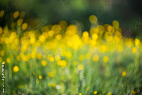 blurred yellow flowers. yellow background. floral background