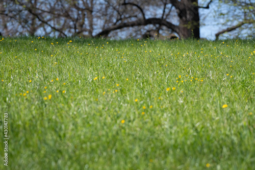 Grüne Rasenfläche mit Wildblumen