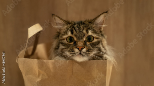 A Siberian cat sits in a bag with one head sticking out