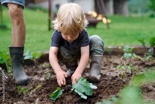 Small boy with father working in vegetable garden, sustainable lifestyle.