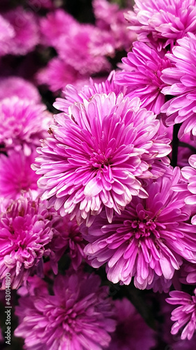 Pink Flowers Background