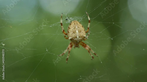 The cross spider sits on a web in the forest and waits for prey