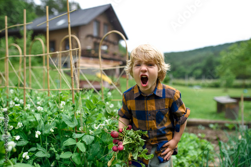 Small boy holding radishes in vegetable garden, sustainable lifestyle.