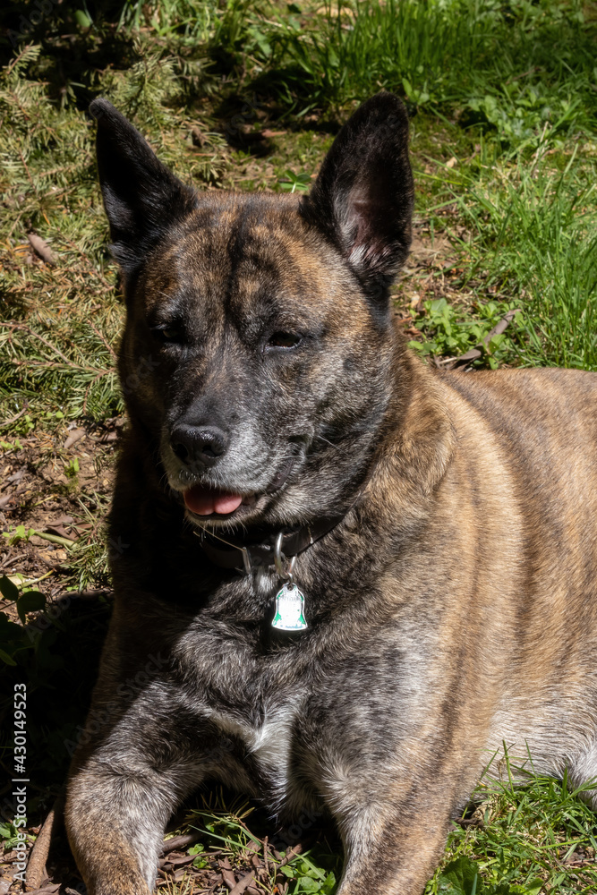 a large brindle dog smiling in sunny patch on lawn a large brindle dog smiling in sunny patch on lawn