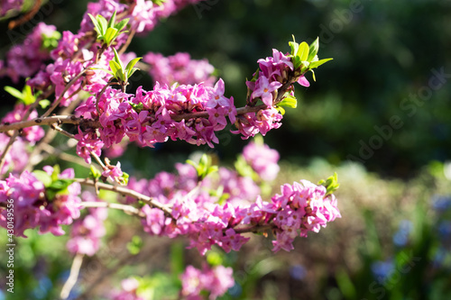 Beautiful flowering shrub Spurge laurel (Daphne mezereum), The poisonous bush wolfberry. photo