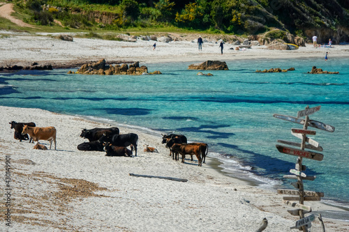 Fototapeta Naklejka Na Ścianę i Meble -  Les vaches sur la plage de Mare e Sole en Corse
