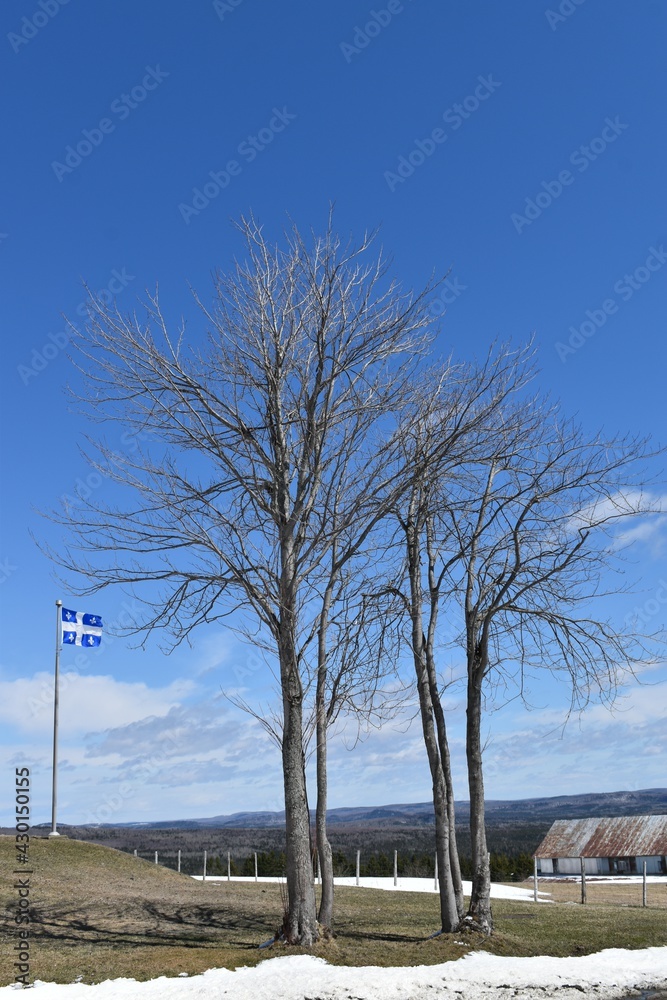 Fototapeta premium Maple trees under a blue sky
