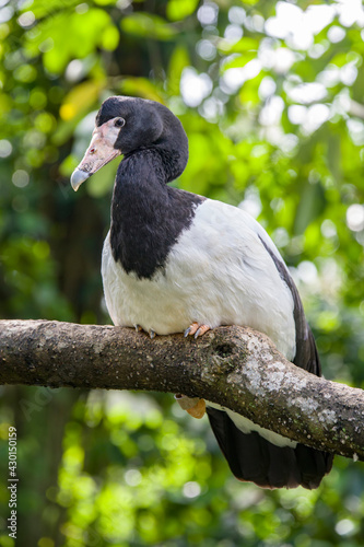The magpie goose  Anseranas semipalmata  is the sole living representative species of the family Anseranatidae. This common waterbird is found in northern Australia and southern New Guinea.