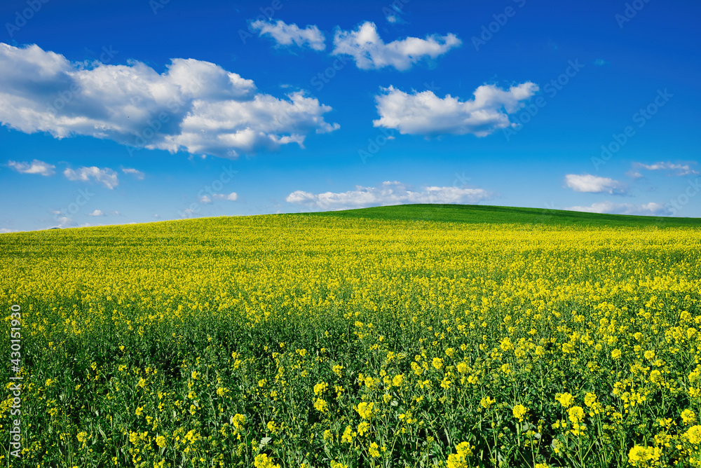 Blooming canola field. Agriculture . Rape on the field in summer. Bright Yellow rapeseed oil. Flowering rapeseed. with blue sky and clouds	