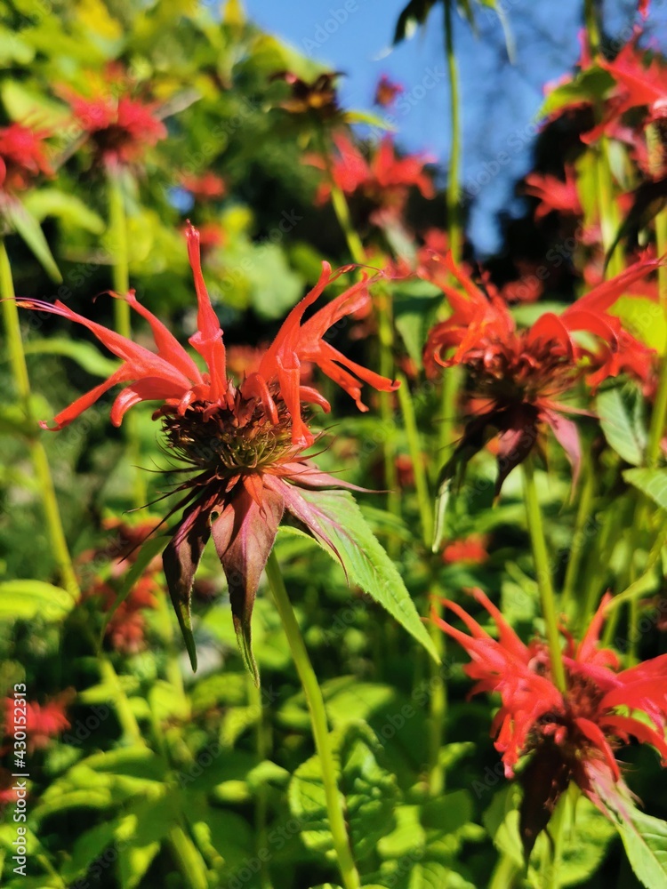 Beautiful nature, close-up image of red flowers. Beautiful nature, close-up image of red flowers.