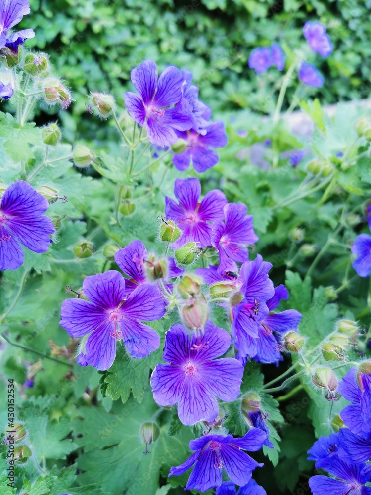 Bunch of beautiful purple flowers. Bunch of beautiful purple flowers.