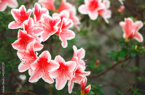 The beautiful spring or summer background of the red and white azalea flowers in full bloom with the space for your text. Selective focus. Beautiful blur.