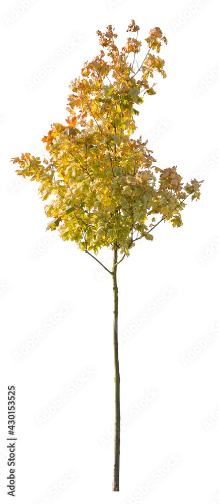 Autumnal tree cut out, isolated tree with yellow leaves, isolated on white background