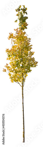 Deciduous autumnal tree, with yellow leaves, isolated on white background