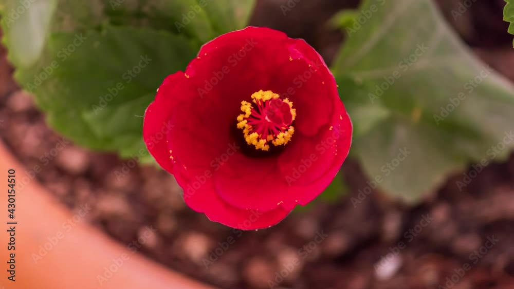 Time Lapse of Red Hibiscus Flower Blooming and Spread its Petals Time Lapse of Red Hibiscus Flower Blooming and Spread its Petals