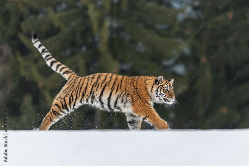 Fototapeta premium Siberian Tiger running in snow. Beautiful, dynamic and powerful photo of this majestic animal. Set in environment typical for this amazing animal. Birches and meadows