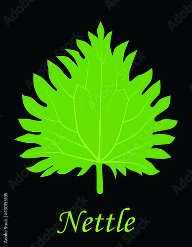 Green nettle leaf with streaks on a black background