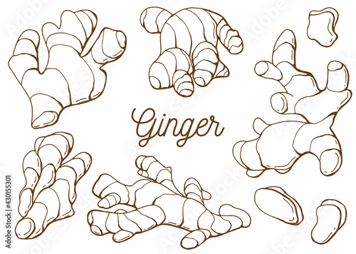 Linear set of ginger. Root and slices. White background, isolate. Line art. Vector illustration.	