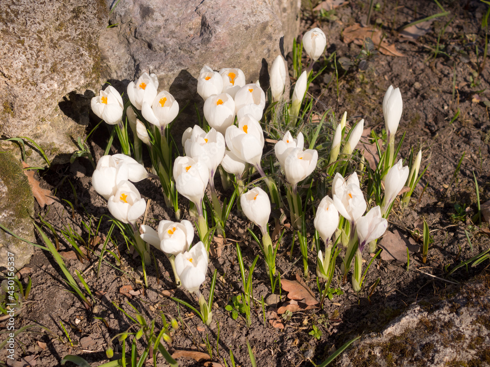blooming white crocuses blooming white crocuses