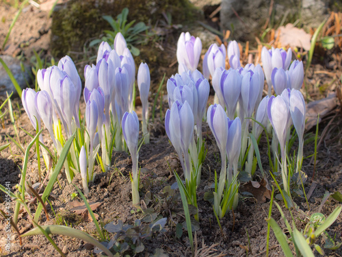 purple crocuses on a spring day