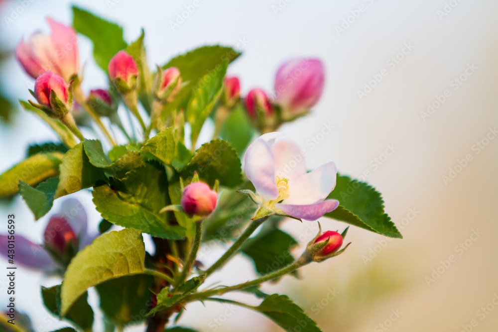 Obraz premium Blooming apple on a background of blue sky