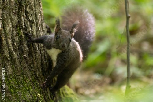 sciurus meridionalis
