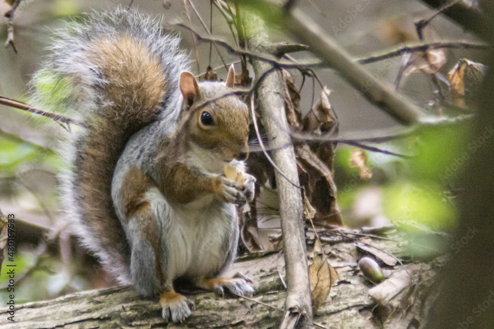 Obraz premium sciurus carolinensis