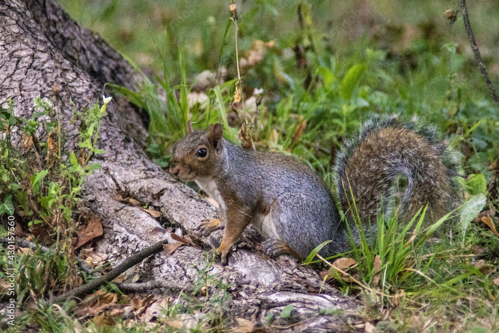 sciurus carolinensis in posa villa reale monza sciurus carolinensis in posa villa reale monza