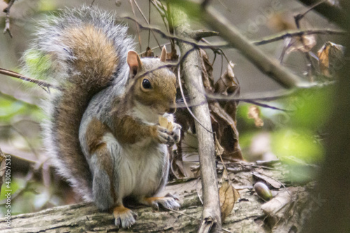 sciurus carolinensis photo